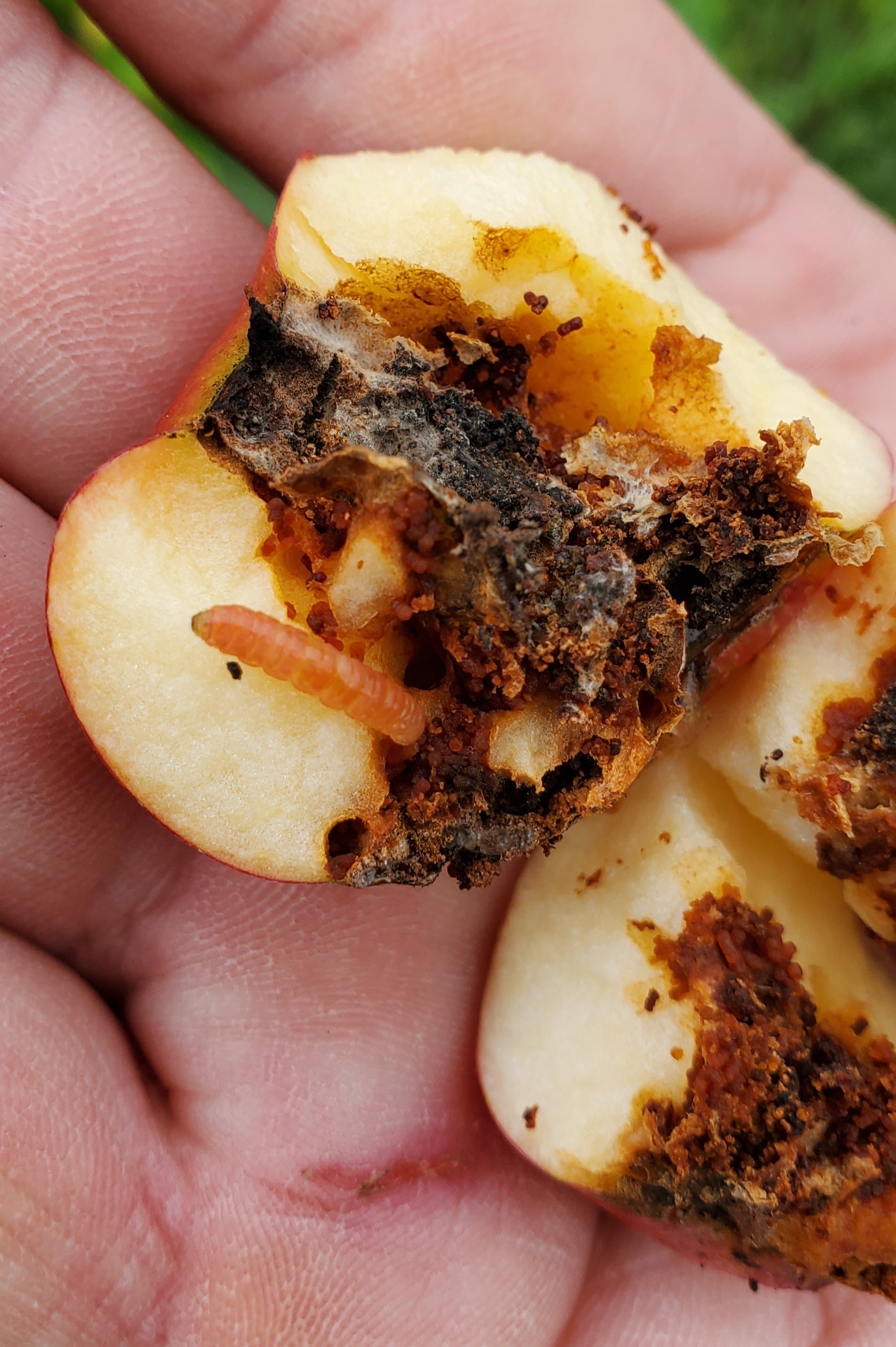 Codling moth pupa inside an apple core.